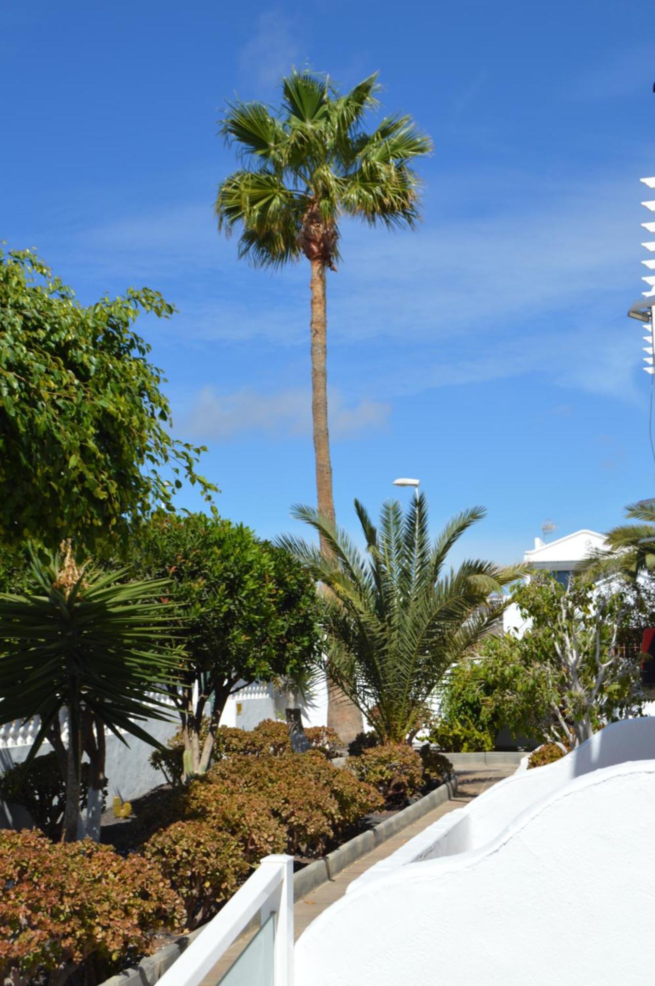 Lava Teneguia, 5 Guests In 2 Bedrooms Puerto del Carmen  Exteriör bild